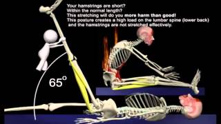 The Proper Technique for the Seated Hamstring Stretch: 3D Animation of Muscles in Motion