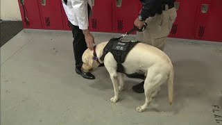 Therapy dogs are helping local firefighters cope with trauma