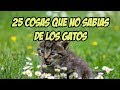 25 cosas que no sabias de los gatos  | Explorando lo curioso