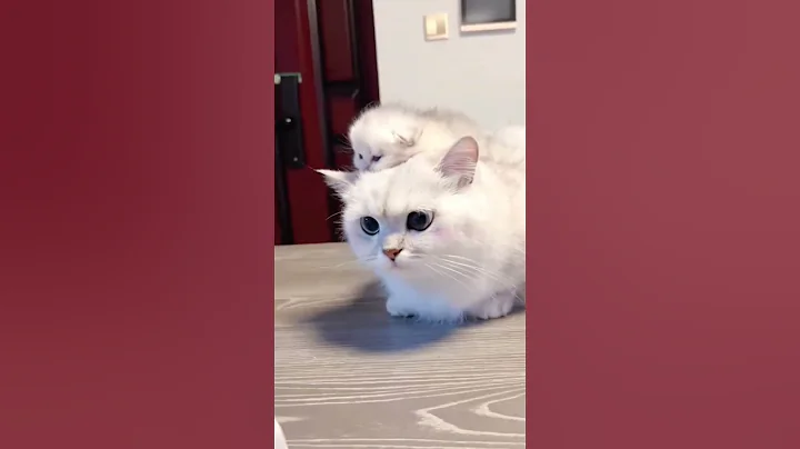 Video 5285661: cats pets black, cat funny pets love, pets mom