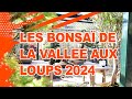 Les bonsai de la vallee aux loups 2024