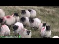 North Connemara EIP and Sheep Farming - Catherine Keena & Fintan Joyce