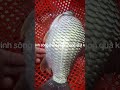 CÁ MÈ VINH - ĐẶC SẢN CÁ SÔNG THIÊN NHIÊN AN GIANG