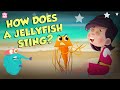 How Does A Jellyfish Sting? | Everything About Jellyfish | Dr Binocs Show | Peekaboo Kidz