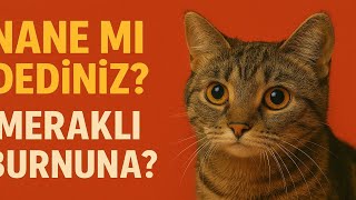 Nane Mi Dediniz? Kedinizin Meraklı Burnuna Dost Mu, Düşman Mı?