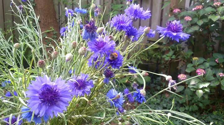 Hommels op korenbloemen ~ Bumblebees on cornflower...