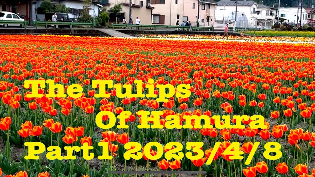 Part1 Hamura Tulips Festival 2023japanlife happylife tulips