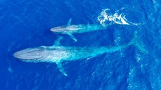 First Ever Footage Of Blue Whale Calf Nursing