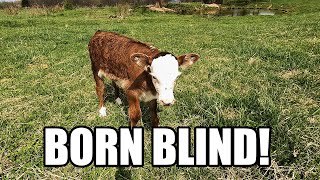 This Poor Calf Was Born BLIND!
