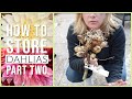 HOW TO STORE DAHLIAS | Part 2 | The Impatient Gardener