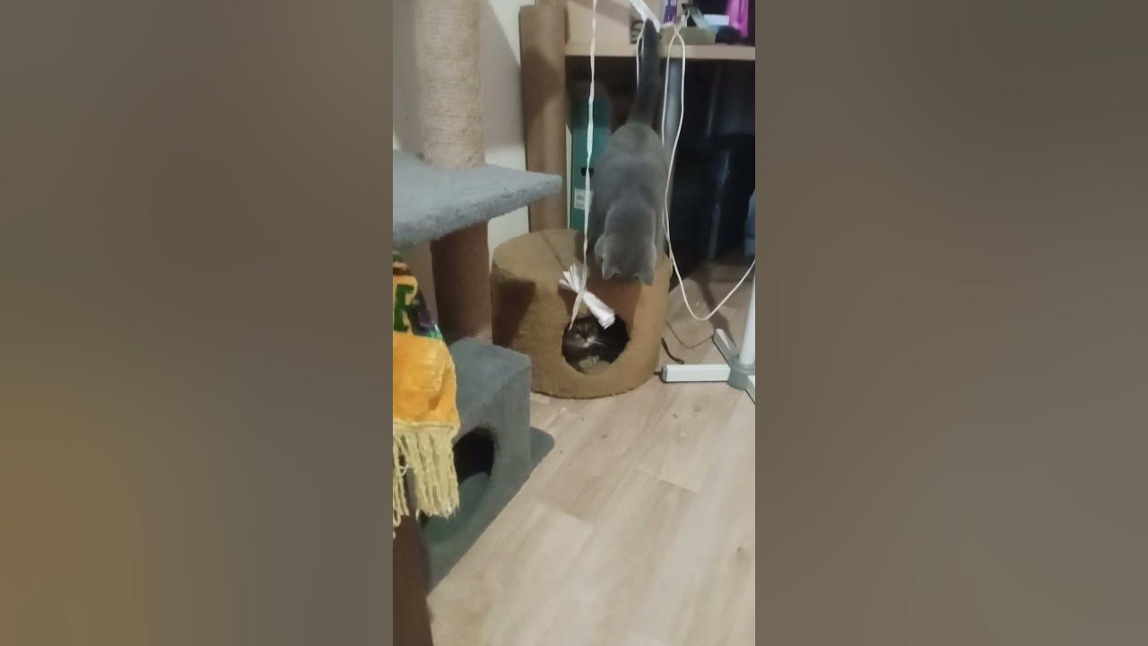 ленивая жопка😁 - YouTube