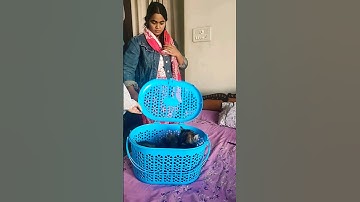 My first mini vlog 😍 (intro)1 #minivlog #shorts #myfirstvlog #cat