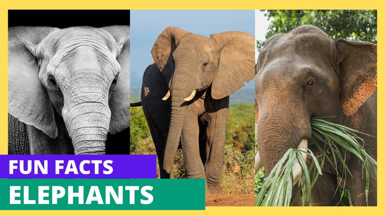 Mind-Blowing Elephant Facts You Won’t Believe! | Amazing Elephant Facts