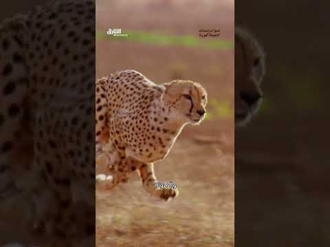 الفهود: مهارات الصيد الخفية في السافانا الأفريقية