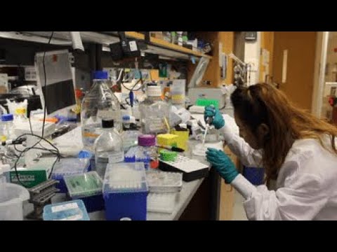 A day in the life of CCOP intern Aye Chan Moe (Rue) in the lab!