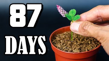 Clover Time-Lapse: The Secret Moves of a Lucky Plant