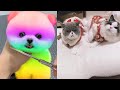 Tik Tok Chó Phốc Sóc Mini 😍 Funny and Cute Pomeranian261.1