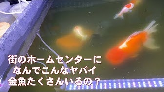 Kn02 Pmf8fev6m