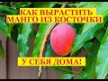 Можно ли вырастить Манго из косточки