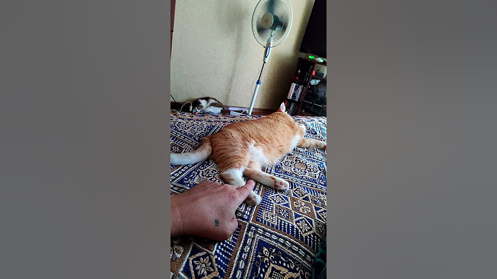 Самый ленивый кот 😂#кот#ленивыйкот