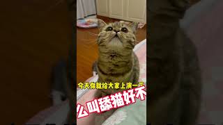 虎虎只做妈妈的小舔猫呀～ #虎虎 #cat #萌寵 #cute #funny #shorts