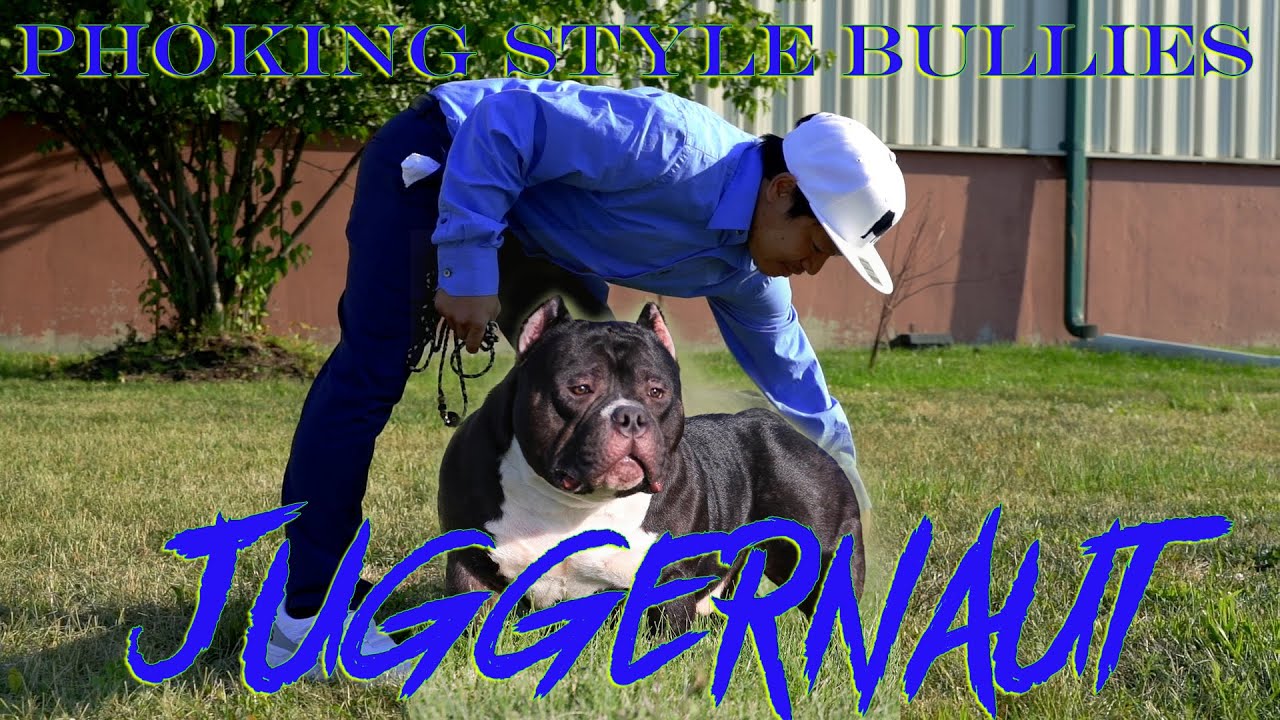 PHOKING STYLE BULLIES JUGGERNAUT NEXT BIG AMERICAN BULLY STUD?