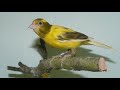أكثر من نصف ساعة من تغريد تمبرادو الخالي من الأخطاء Chant timbrado pour ėcolage mp3