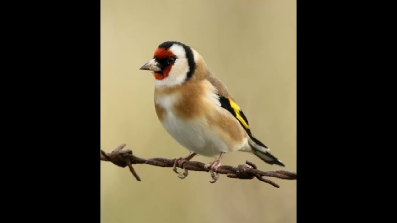goldfinch facts