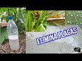 ELIMINA, Pulgones,  Cochinillas, la Mosca Blanca  y otros| Insecticida Casero artesanal para Plantas