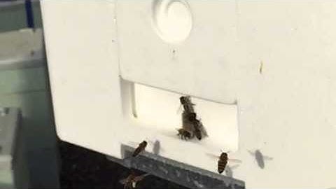 Bees slow motion mating nuc