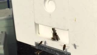 Bees slow motion mating nuc