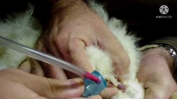 Artificial Insemination Part 2