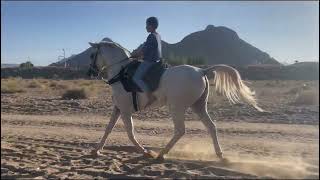 مربط عزان - عنره بن شداد هلا سألتي الخيل يا إبنة مالك - نجران - الخيل العربية الاصيلة