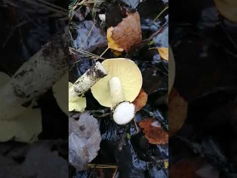 грибы зеленки, как