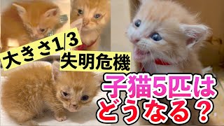 【子猫保護】大きさ1/3・失明危機子猫5匹はどうなる