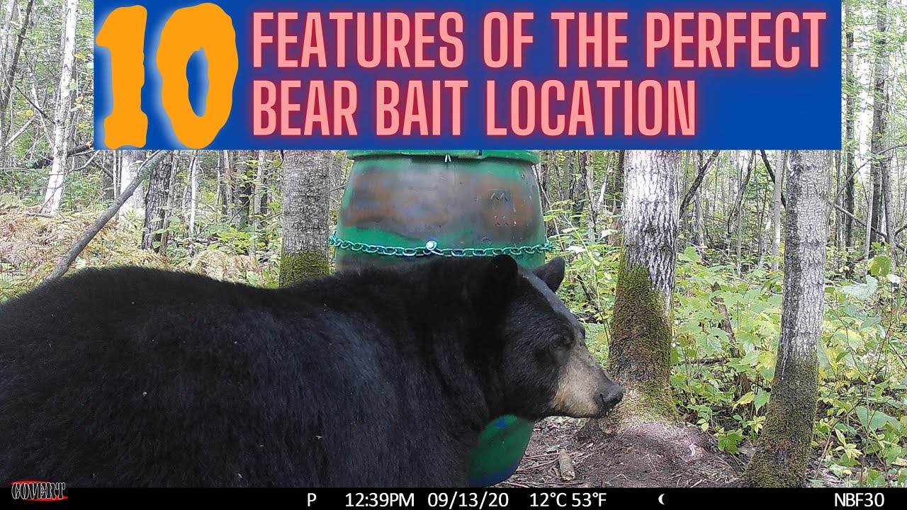 10 attributes of the perfect bear bait site perfect 10 in bear
