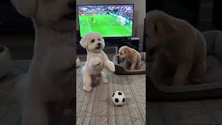 This puppy takes everything way too seriously #funnydog #cutedog #doglover #dogaivideo #dogofth