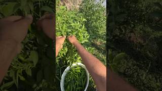 الفلفل الأخضر العماني 🇴🇲