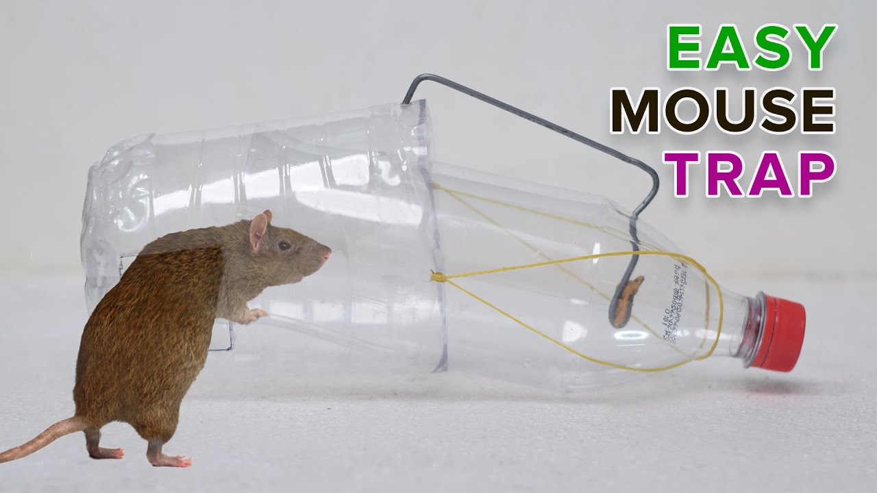 Water Bottle Mouse/Rat Trap