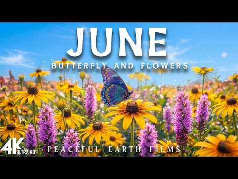Summer Splendor In 4K | Cinematic Nature & Peaceful Morning Birdsong | Relaxing Piano Music