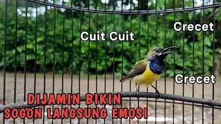 Cuit Cuit Panggilan Sogon ini Ampuh bikin Semua Sogon langsung Nyaut Emosi❗