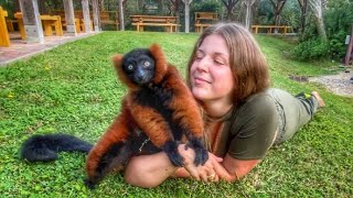 BEAUTIFUL BLUE EYED LEMUR !