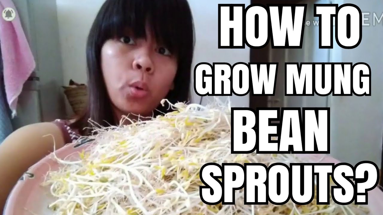 How to grow mung bean sprouts. 