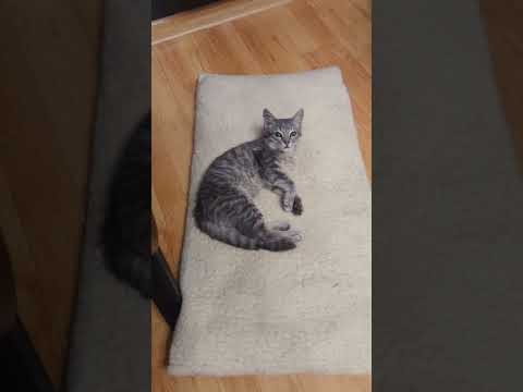 Pillow Party Madness Cat Takes Over Dog S Domain Part 3 PetDrama PillowParty Cats