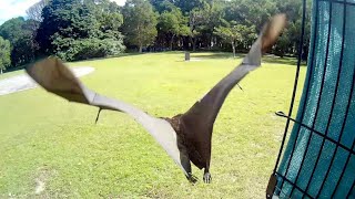 Hard releasing a flying-fox following care;  this is Renzo by Megabattie 2,496 views 2 weeks ago 9 minutes