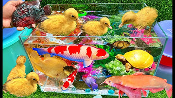 Vịt Con Dể thương, Tìm Các Con Vật, Cá Chép Koi, Cá Trê Bự, Cua, Rùa, Thỏ, Gà Cầu Vòng, Ếch, Cá Sấu