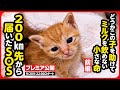 【子猫 保護】どうかこの子を助けてください…届いたSOS