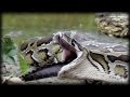 Python eats alligator 02 time lapse