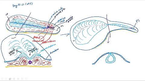 Embryonic Development Week 3