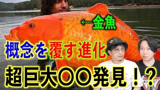 【巨大生物】人間ならエベレスト級の巨大化！？とんでもない巨大生物が発見された！【巨人】